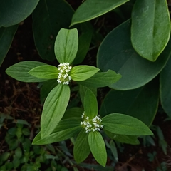 Spermacoce ocymoides