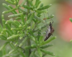 Aedes camptorhynchus