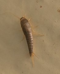 Lepisma