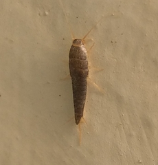 Lepisma