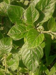 Capsicum rhomboideum