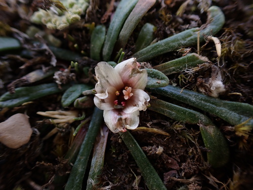 Calandrinia acaulis (Calandrinia acaulis)