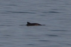 Phocoena phocoena phocoena