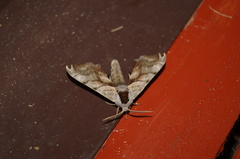Smerinthus caecus