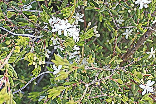 Image of Agathosma mundii by no rights reserved
