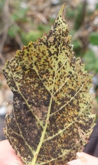 Phragmidium bulbosum