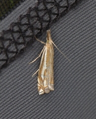 Crambus pratella