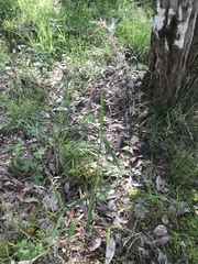 Dichanthelium scabriusculum