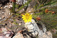 Oedera speciosa