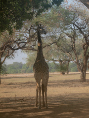 Giraffa camelopardalis thornicrofti
