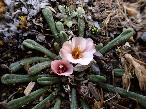 Calandrinia acaulis (Calandrinia acaulis)