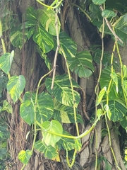 Epipremnum aureum image