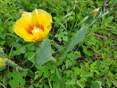 Opuntia anahuacensis