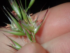 Rytidosperma setaceum