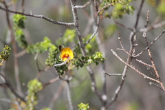 Pultenaea densifolia