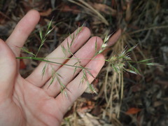 Rytidosperma setaceum