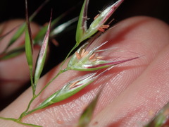 Rytidosperma setaceum