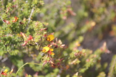 Pultenaea densifolia