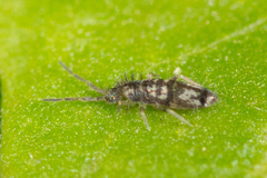 Seira bipunctata
