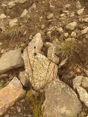 Luzula multiflora sibirica