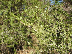 Schinus bumelioides