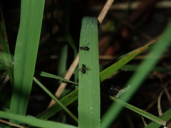 Parapalaeosepsis plebeia