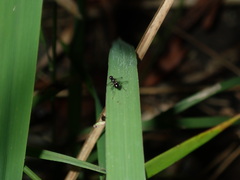 Parapalaeosepsis plebeia