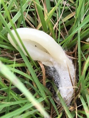 Clavaria tenuipes