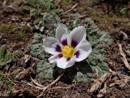 Acaulimalva nubigena (Acaulimalva nubigena)