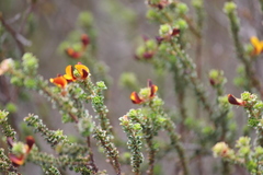 Pultenaea densifolia
