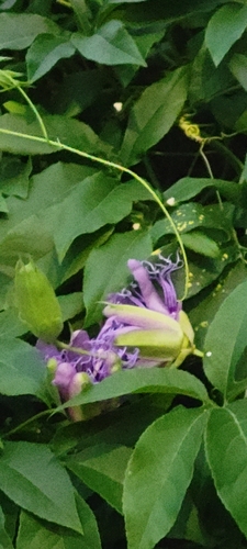 Passiflora incarnata × cincinnata
