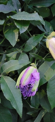 Passiflora incarnata × cincinnata