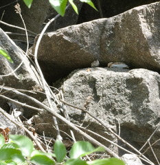 Vipera ammodytes