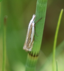 Crambus uliginosellus