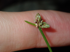 Isolepis inundata