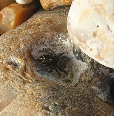 Pellenes tripunctatus