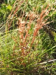 Schizachyrium microstachyum