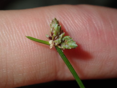 Isolepis inundata