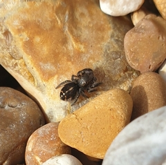 Pellenes tripunctatus