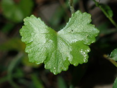 Hydrocotyle hirta