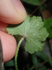 Hydrocotyle hirta