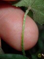 Hydrocotyle hirta