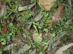 Hydrocotyle hirta