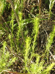 Baccharis ulicina