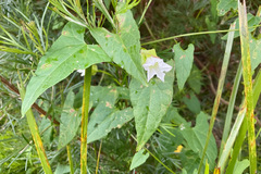Calystegia marginata