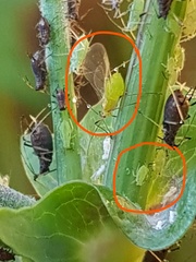 Hyperomyzus lactucae