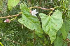 Calystegia marginata