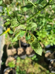 Adurgoa gonagra