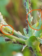 Hyperomyzus lactucae