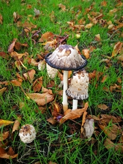 Coprinus comatus